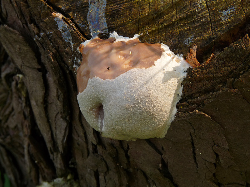 Reticularia lycoperdon ?